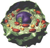 Structure schmatique d'une cellule eucaryote. Document CUL/CPPE, http://www.cu.lu/labext/rcms/cppe/